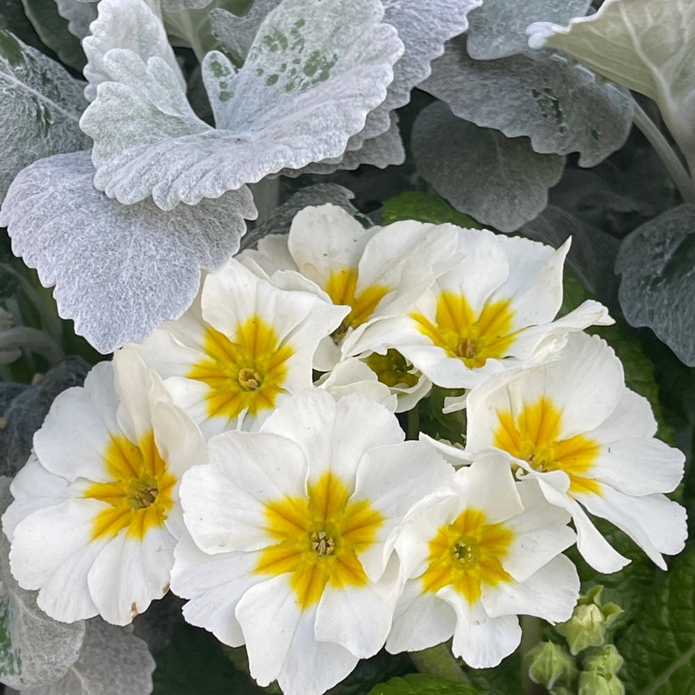 Meet your Posher, Luzviminda gumatay